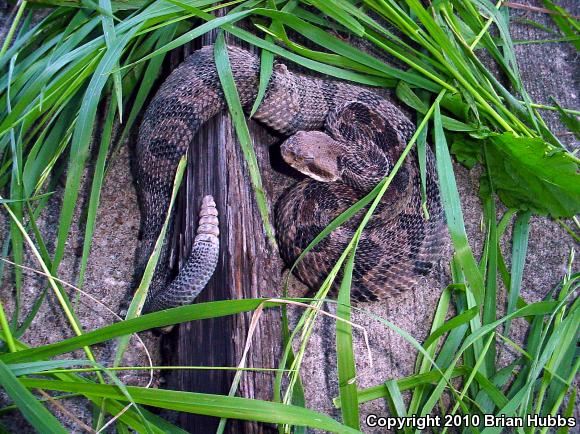 Timber Rattlesnake (Crotalus horridus)