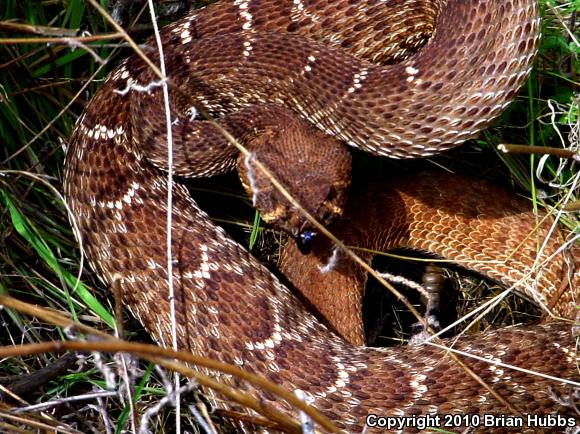 Red Diamond Rattlesnake (Crotalus ruber)