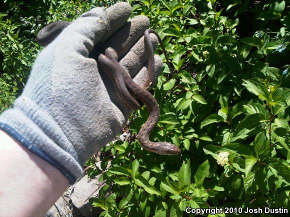 Wandering Gartersnake (Thamnophis elegans vagrans)