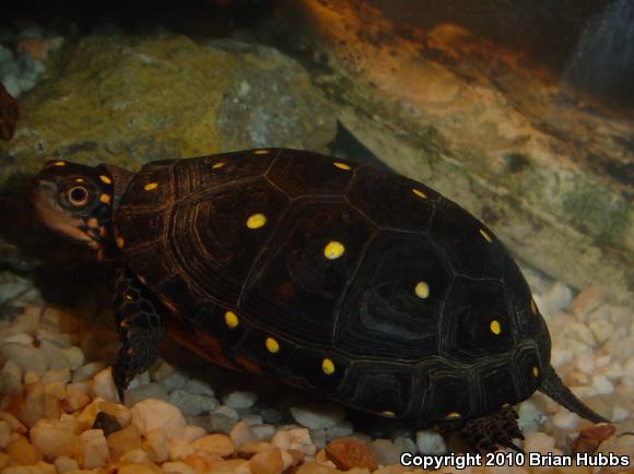 Spotted Turtle (Clemmys guttata)