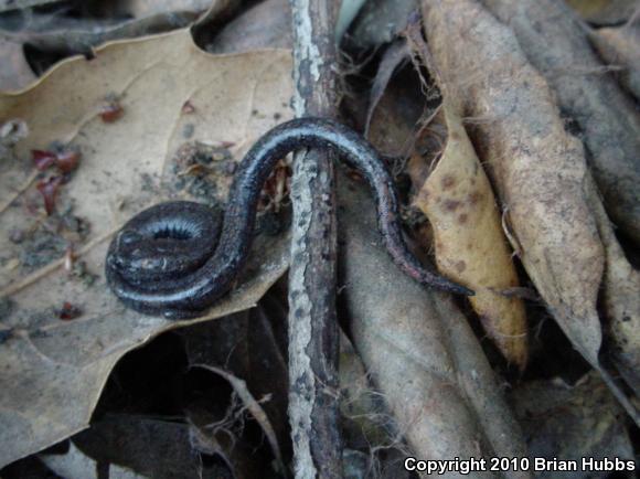 Black-bellied Slender Salamander (Batrachoseps nigriventris)