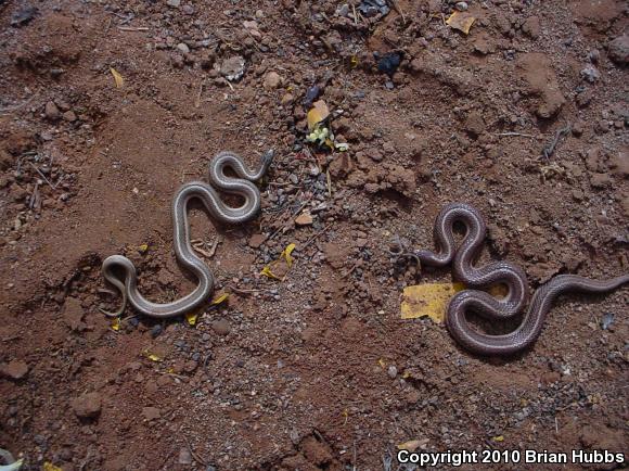 Lined Snake (Tropidoclonion lineatum)