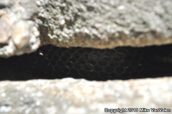 Black Ratsnake (Pantherophis obsoletus obsoletus)