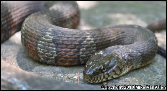 Northern Watersnake (Nerodia sipedon sipedon)