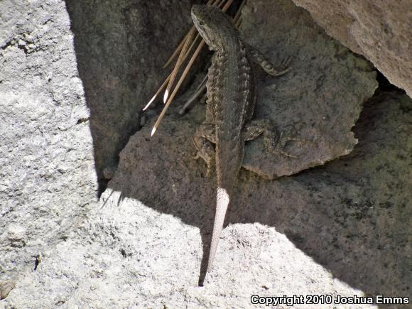 Plateau Fence Lizard (Sceloporus tristichus)