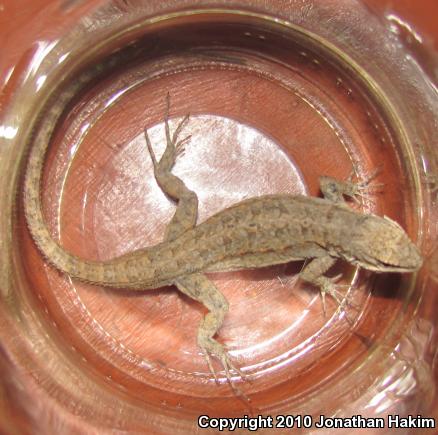 Colorado River Tree Lizard (Urosaurus ornatus symmetricus)