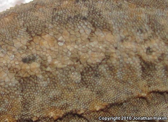 Colorado River Tree Lizard (Urosaurus ornatus symmetricus)