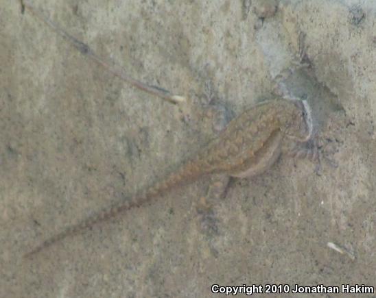 Colorado River Tree Lizard (Urosaurus ornatus symmetricus)