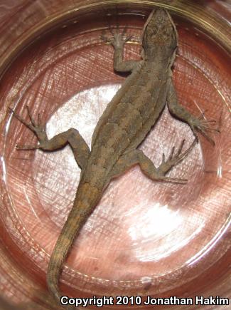 Colorado River Tree Lizard (Urosaurus ornatus symmetricus)