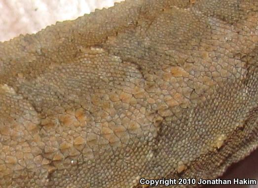 Colorado River Tree Lizard (Urosaurus ornatus symmetricus)