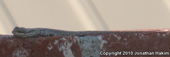 Colorado River Tree Lizard (Urosaurus ornatus symmetricus)