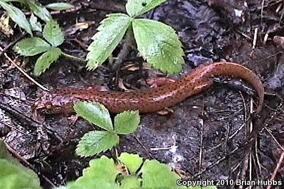 Blue Ridge Spring Salamander (Gyrinophilus porphyriticus danielsi)