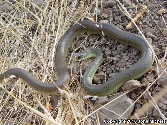 Western Yellow-bellied Racer (Coluber constrictor mormon)