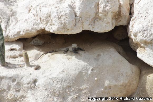 Peninsular Spiny-tailed Iguana (Ctenosaura hemilopha hemilopha)