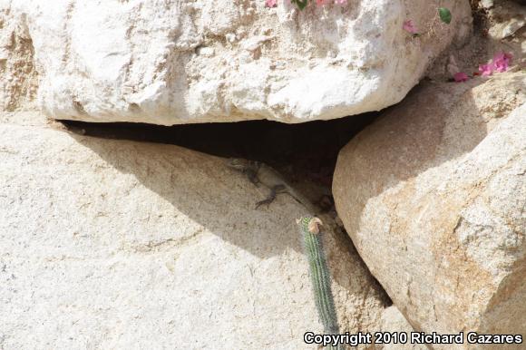 Peninsular Spiny-tailed Iguana (Ctenosaura hemilopha hemilopha)