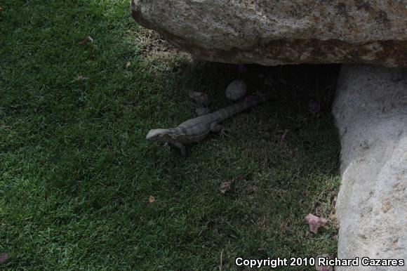 Peninsular Spiny-tailed Iguana (Ctenosaura hemilopha hemilopha)