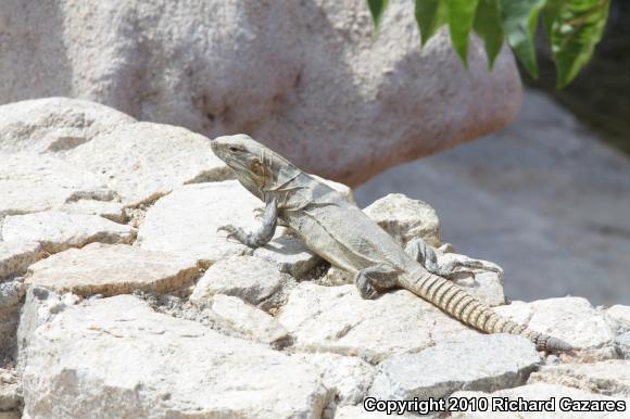 Peninsular Spiny-tailed Iguana (Ctenosaura hemilopha hemilopha)