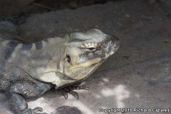 Peninsular Spiny-tailed Iguana (Ctenosaura hemilopha hemilopha)