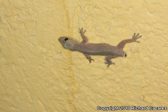 Mutilating Gecko (Gehyra mutilata)