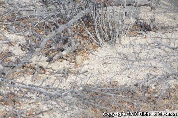 Cape Orange-throated Whiptail (Aspidoscelis hyperythra hyperythra)