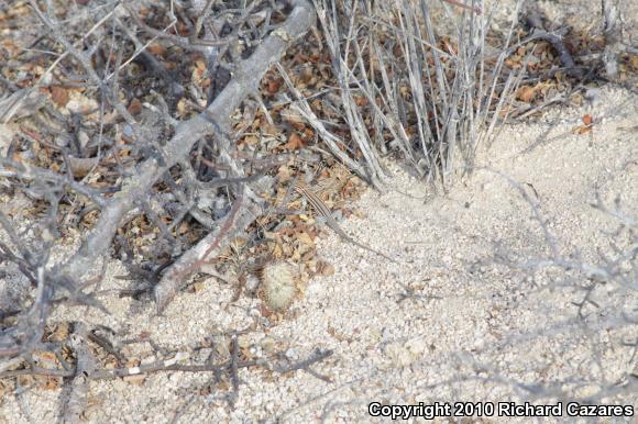 Cape Orange-throated Whiptail (Aspidoscelis hyperythra hyperythra)