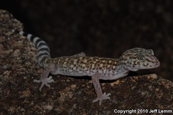 Penninsular Banded Gecko (Coleonyx switaki)