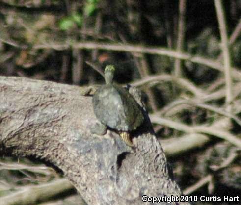 Barbour's Map Turtle (Graptemys barbouri)