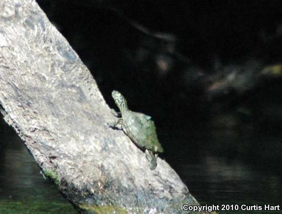 Barbour's Map Turtle (Graptemys barbouri)