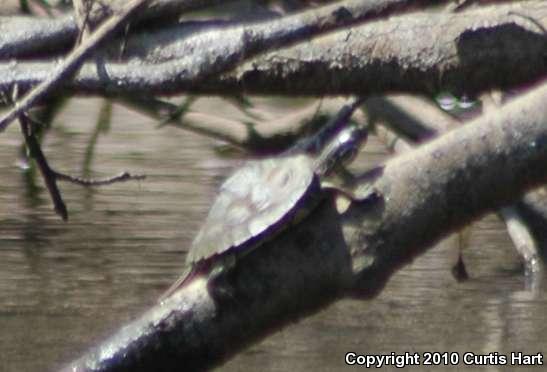 Escambia Map Turtle (Graptemys ernsti)