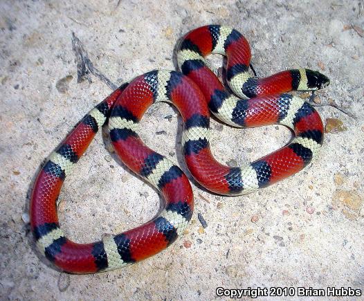 Louisiana Milksnake (Lampropeltis triangulum amaura)