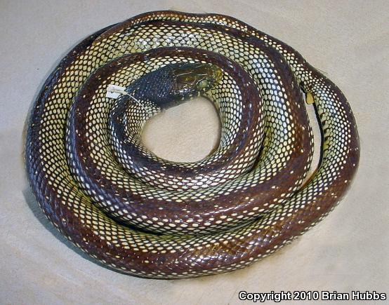 Isla Santa Catalina Kingsnake (Lampropeltis catalinensis)