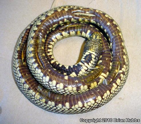 Isla Santa Catalina Kingsnake (Lampropeltis catalinensis)