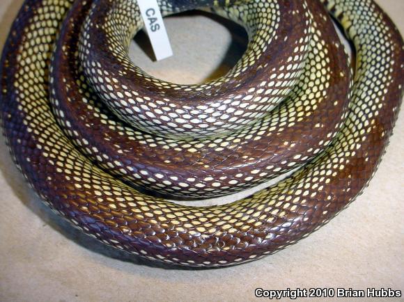 Isla Santa Catalina Kingsnake (Lampropeltis catalinensis)