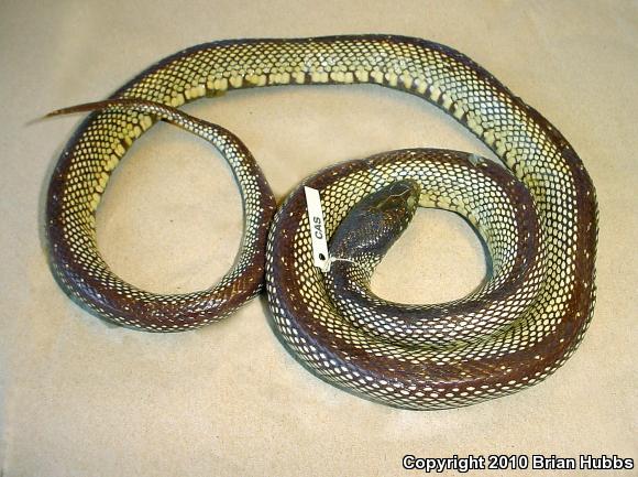 Isla Santa Catalina Kingsnake (Lampropeltis catalinensis)