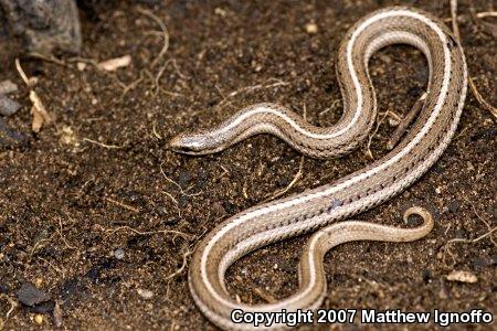 Lined Snake (Tropidoclonion lineatum)