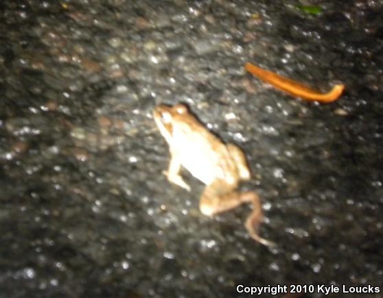 Wood Frog (Lithobates sylvaticus)