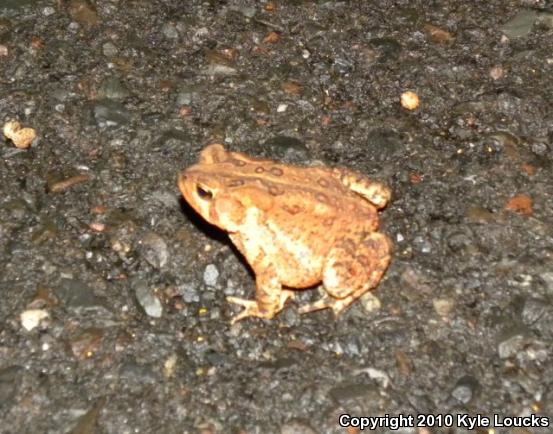 Eastern American Toad (Anaxyrus americanus americanus)