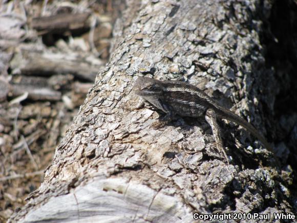 Prairie Lizard (Sceloporus consobrinus)