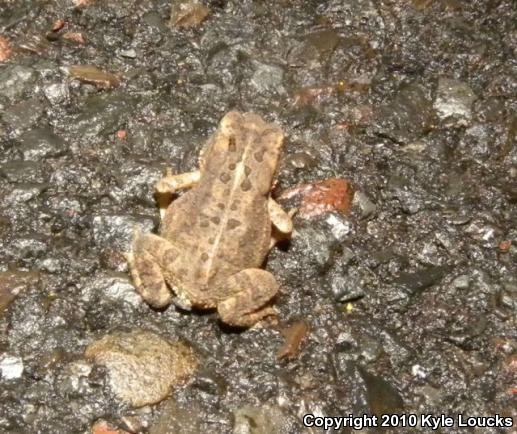 Eastern American Toad (Anaxyrus americanus americanus)