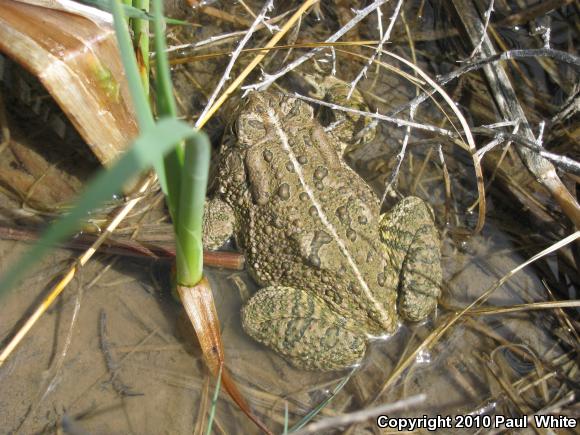 Woodhouse's Toad (Anaxyrus woodhousii woodhousii)