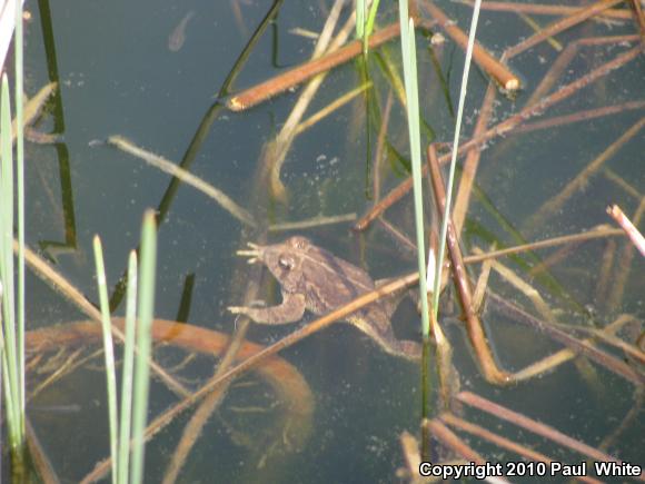 Woodhouse's Toad (Anaxyrus woodhousii woodhousii)