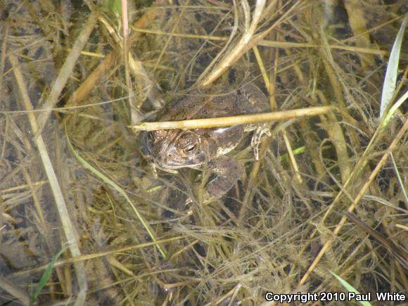 Woodhouse's Toad (Anaxyrus woodhousii woodhousii)