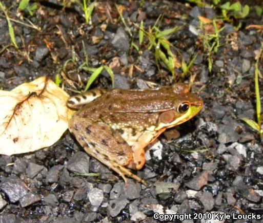 Northern Green Frog (Lithobates clamitans melanota)