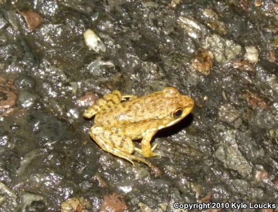 Northern Green Frog (Lithobates clamitans melanota)