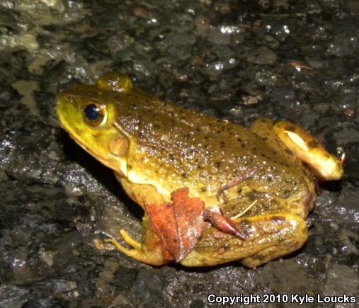 American Bullfrog (Lithobates catesbeianus)