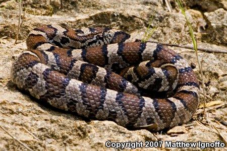 Eastern Milksnake (Lampropeltis triangulum triangulum)