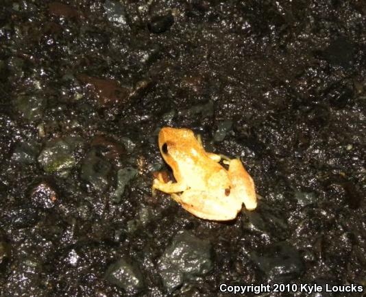 Spring Peeper (Pseudacris crucifer)