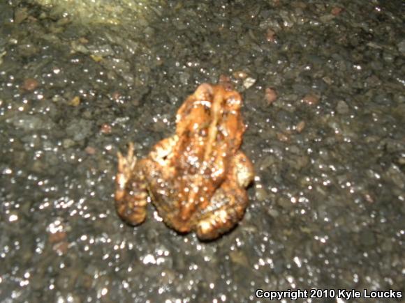 Eastern American Toad (Anaxyrus americanus americanus)