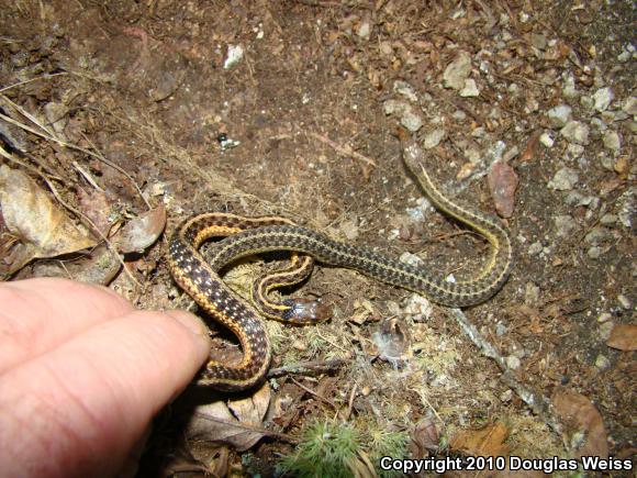 Eastern Gartersnake (Thamnophis sirtalis sirtalis)