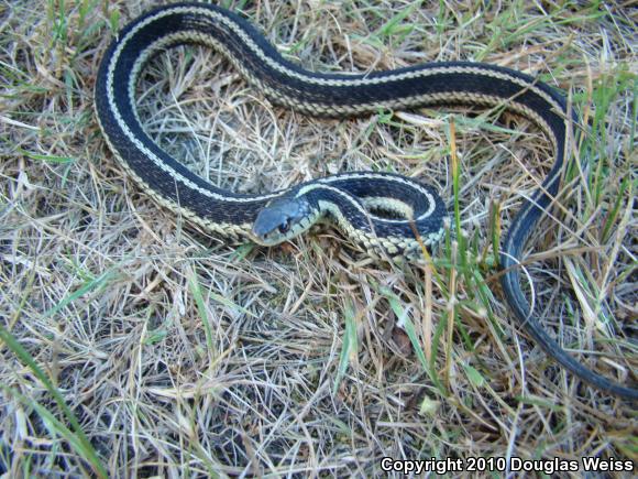 Eastern Gartersnake (Thamnophis sirtalis sirtalis)